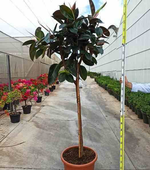 Sans Marque - Ficus elastica 'Robusta' (Caoutchouc) Taille:Pot de 4 litres - 50/70 cm - Image 4