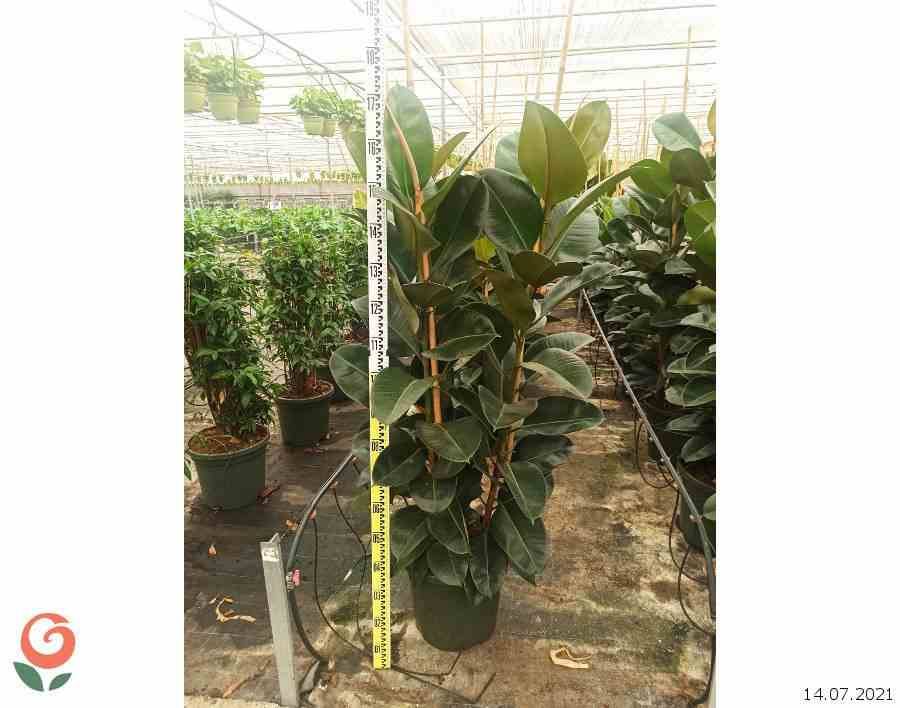 Sans Marque - Ficus elastica 'Robusta' (Caoutchouc) Taille:Pot de 4 litres - 50/70 cm - Image 2