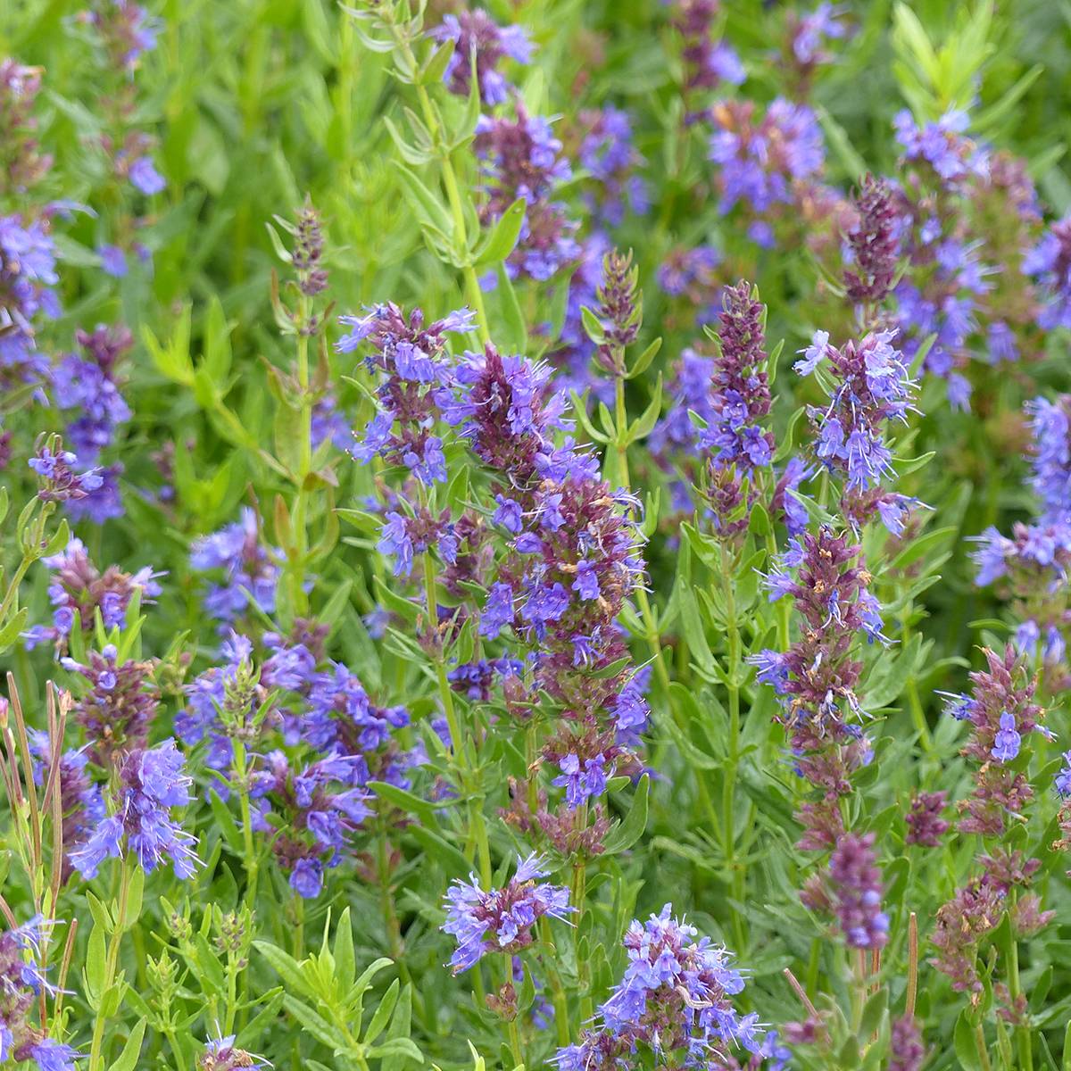 Promesse de Fleurs - Hysope officinale bleue le sachet de 350 graines environ (0,4g)