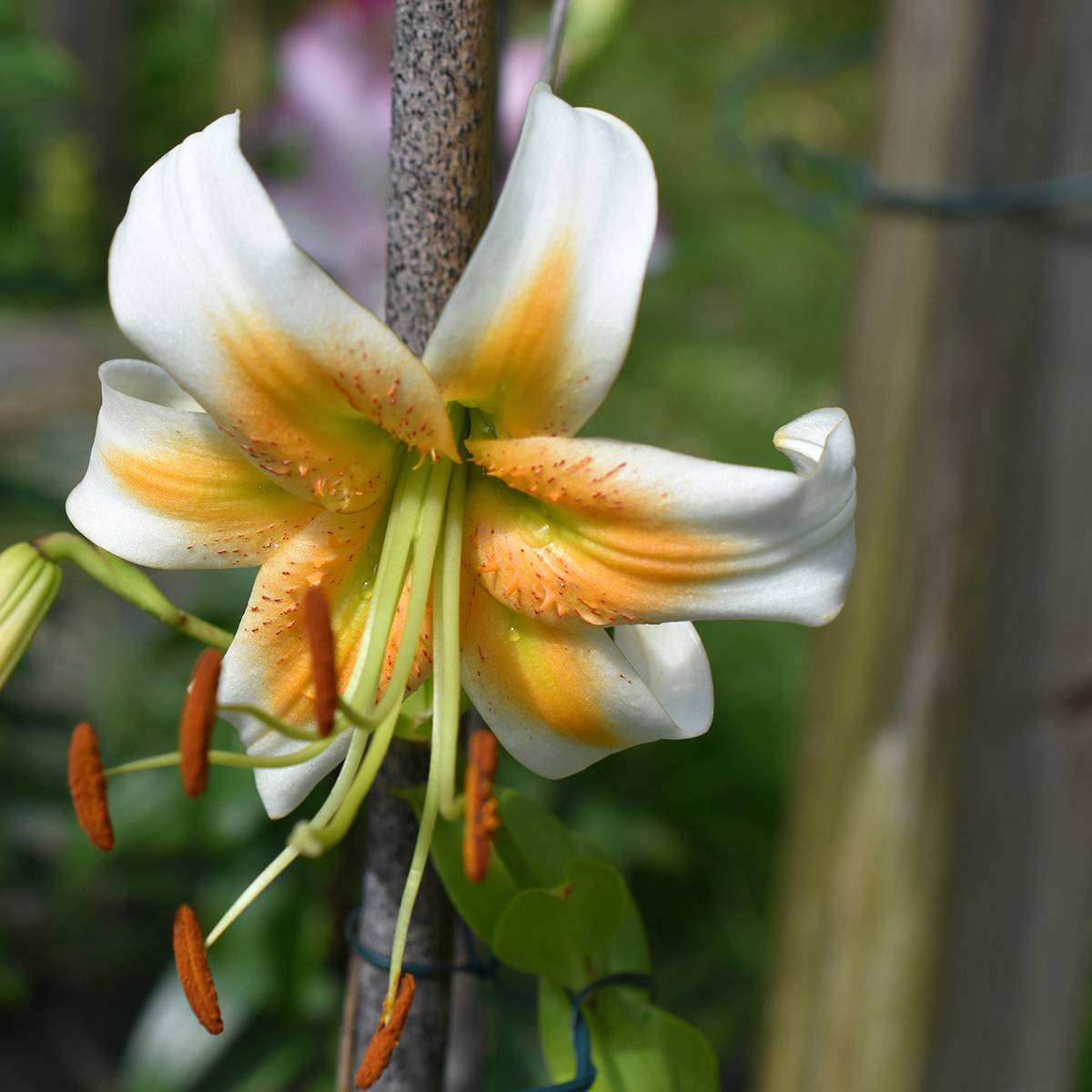 Promesse de Fleurs - Lis hybride de henryi - Lilium Lady Alice Bulbe calibre 16/18