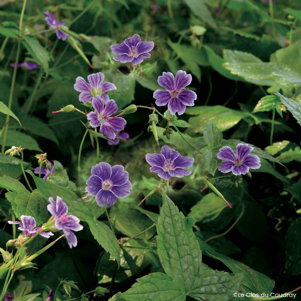 Promesse de Fleurs - Géranium vivace nodosum Clos du Coudray Godet de 8/9 cm
