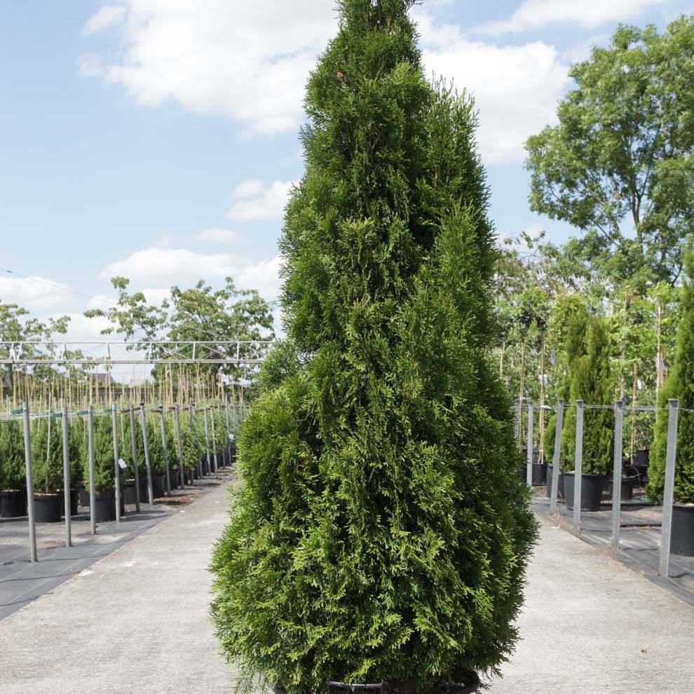 Promesse de Fleurs - Thuya du Canada - Thuja occidentalis Smaragd Pot de 3L/4L - Image 1