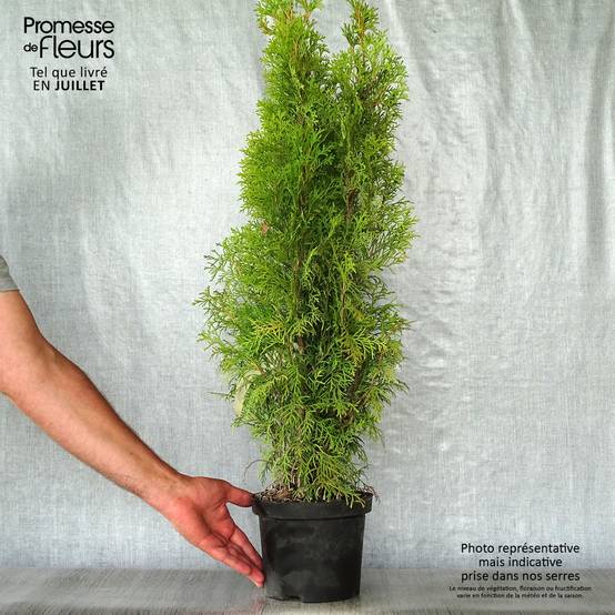 Promesse de Fleurs - Thuya du Canada - Thuja occidentalis Smaragd Pot de 3L/4L - Image 2
