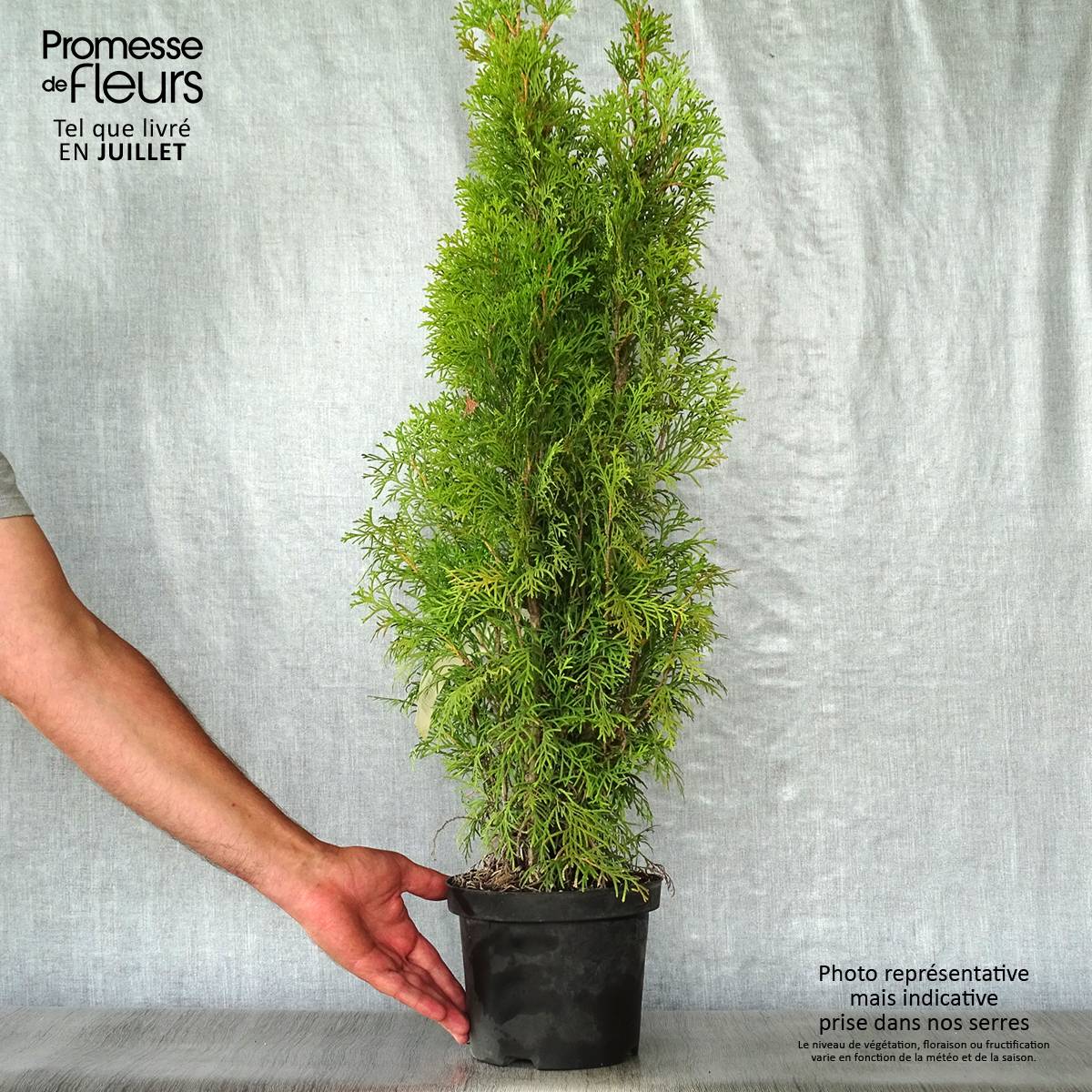 Promesse de Fleurs - Thuya du Canada - Thuja occidentalis Smaragd Pot de 3L/4L - Image 2