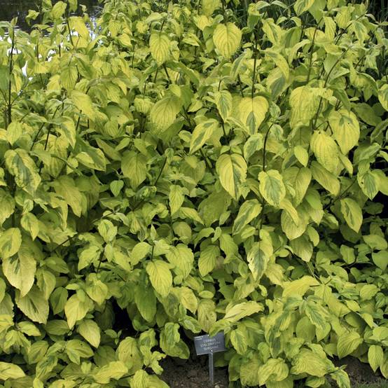 Cornus sericea Sunshine - Cornouiller stolonifère Pot de 3L/4L