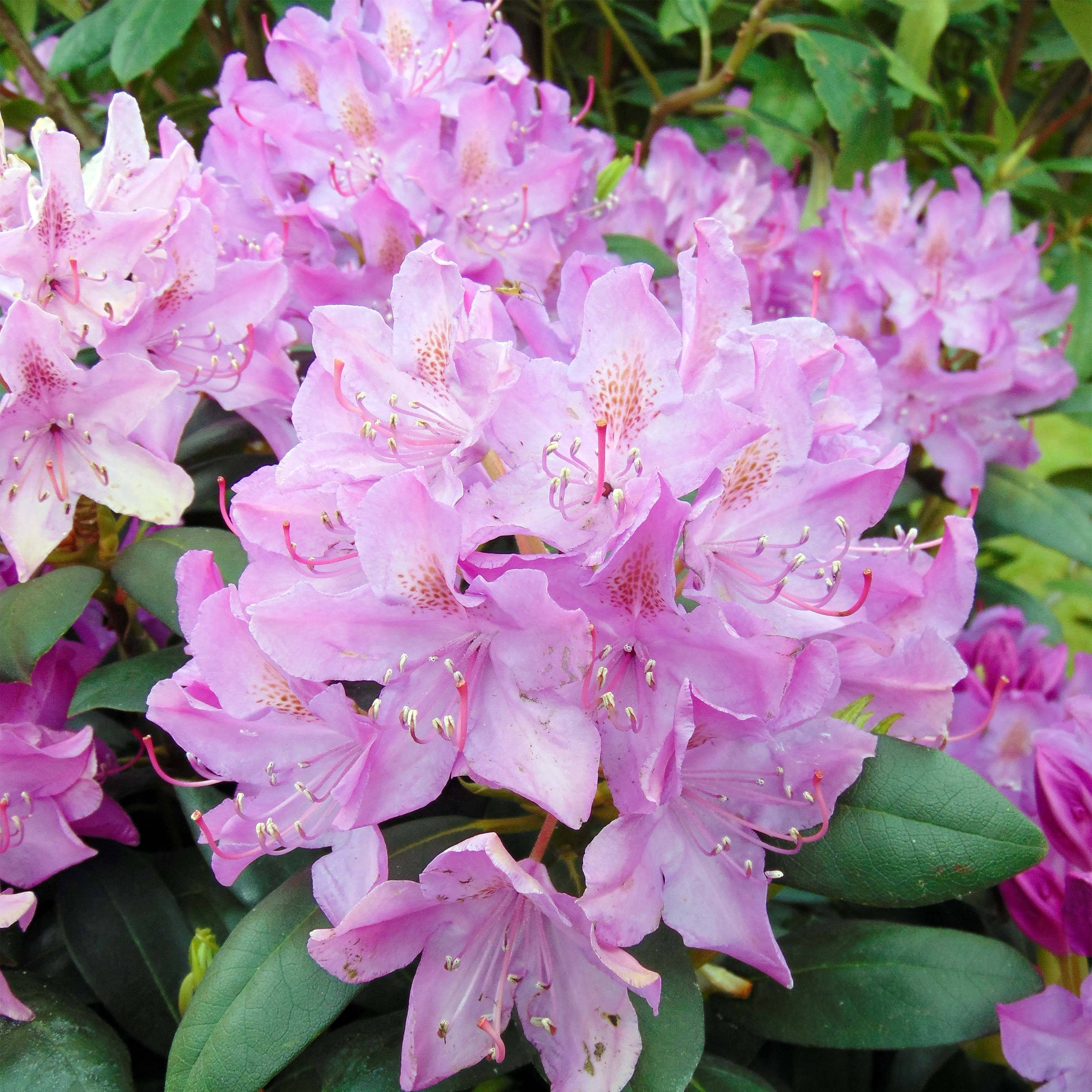 Rhododendron Roseum Elegans - Grand rhododendron Pot de 4L/5L - Image 1