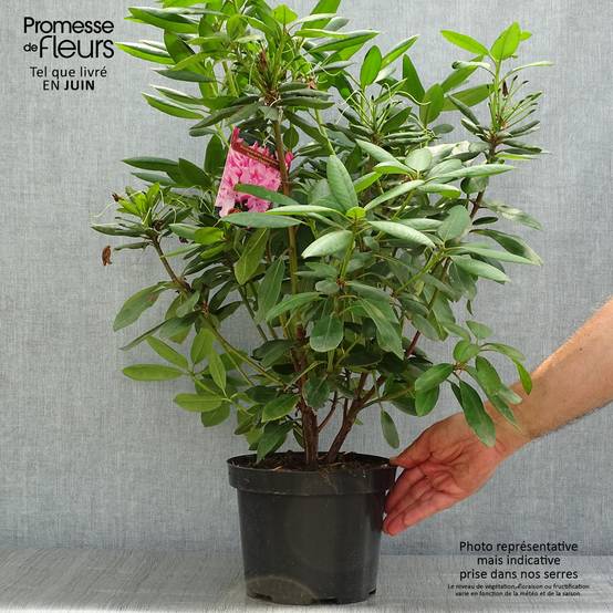 Rhododendron Roseum Elegans - Grand rhododendron Pot de 4L/5L - Image 2