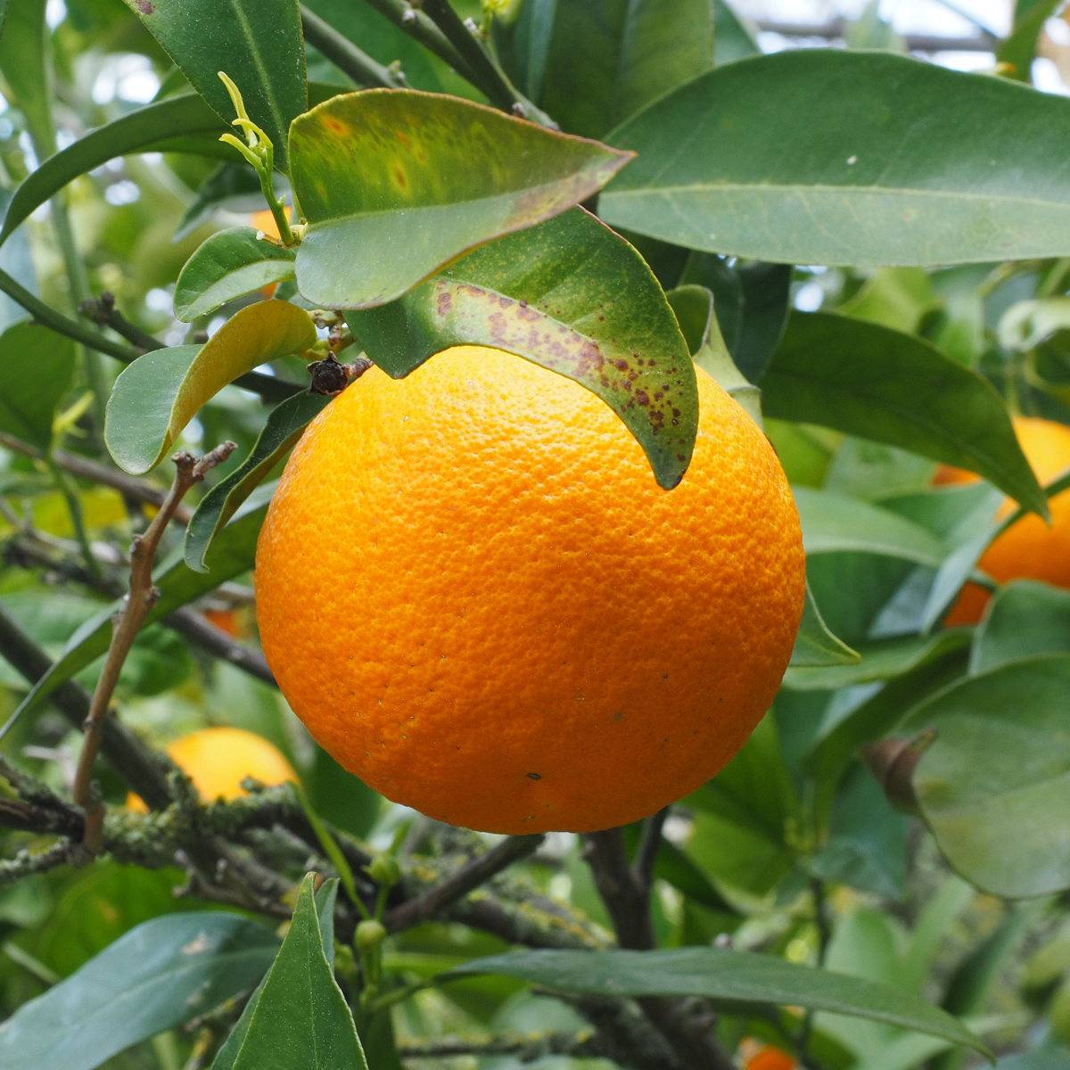 Promesse de Fleurs - Oranger - Citrus sinensis Pot de 4L/5L, 1/4 de tige