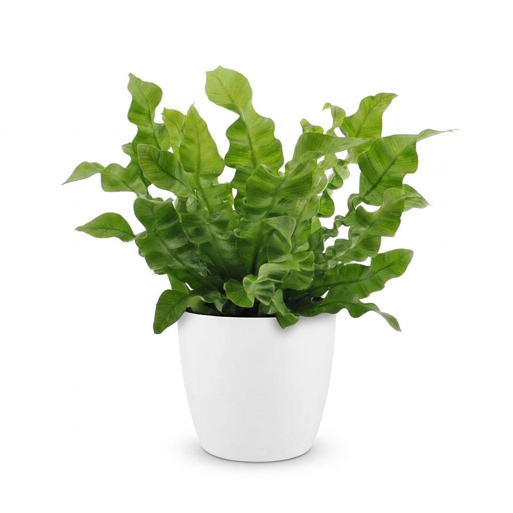 Asplenium Crispy Wave - Fougère Crispy Wave - Pot de 12cm - 1 plante - Plantes d'intérieur - Image 2