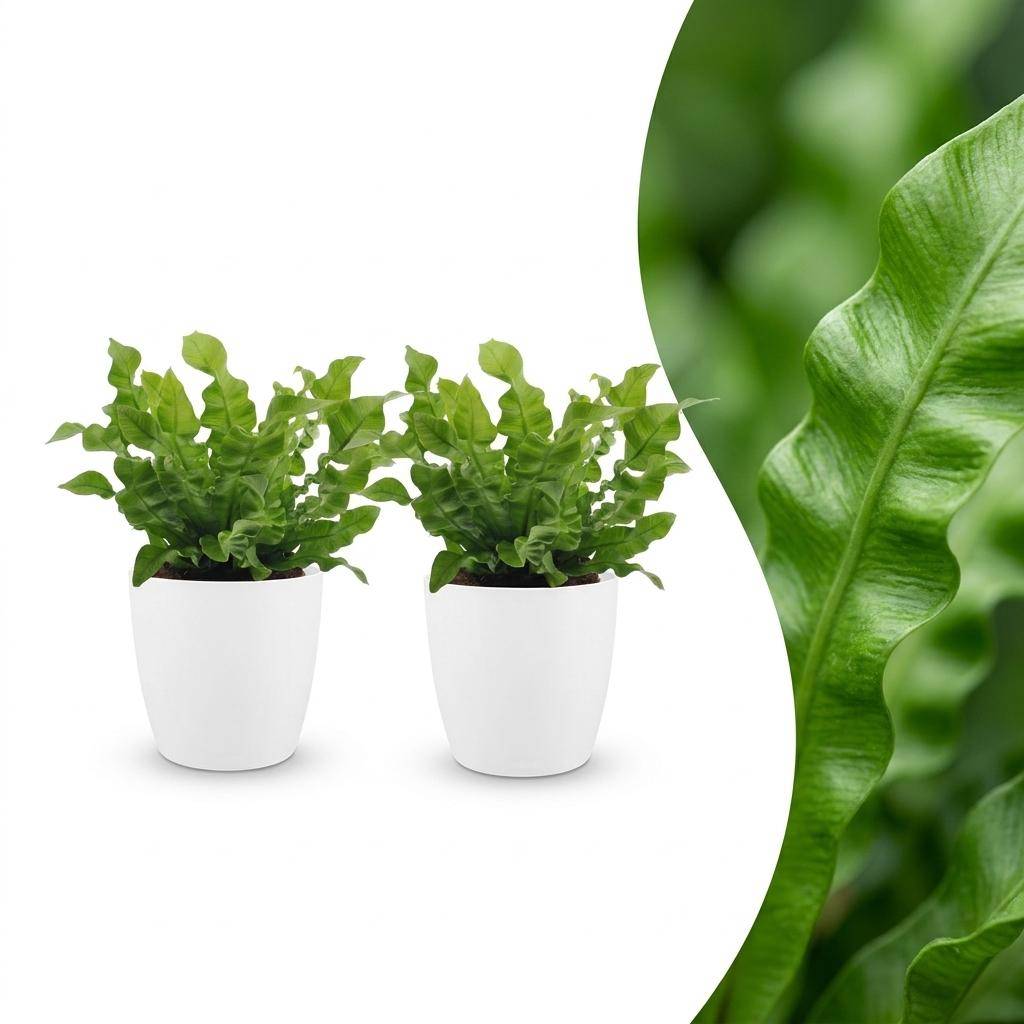 Asplenium Crispy Wave - Fougère Crispy Wave - Pot de 12cm - 1 plante - Plantes d'intérieur - Image 9
