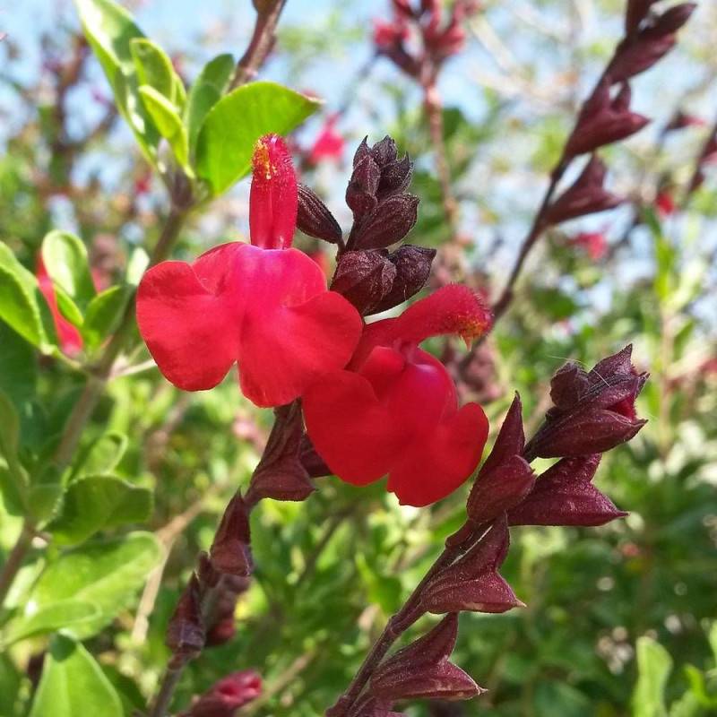 Sauge d'automne Mirage™ Cherry Red à fleurs Rouge/ - feuillage Caduc - Pot de 4L - 40/60 cm - Imagen 1