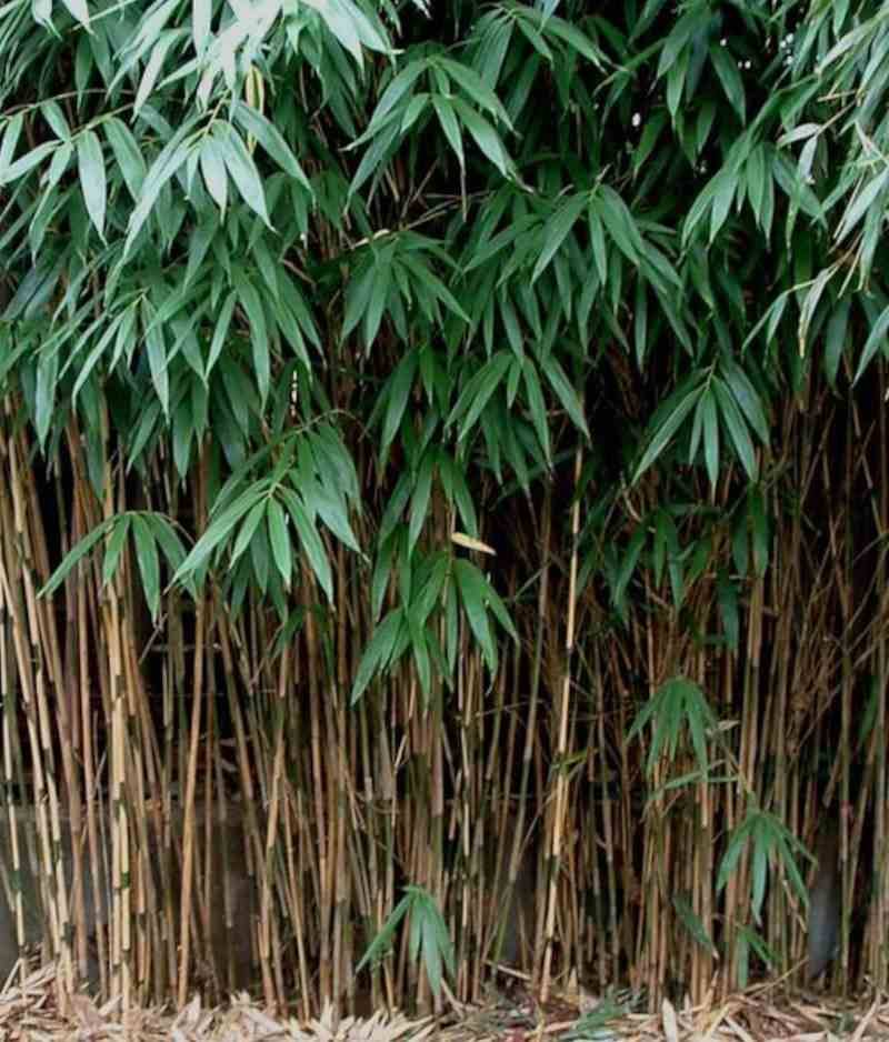 Sans Marque - Pseudosasa japonica Taille:Pot de 2 litres ? 40/60 cm - Image 3
