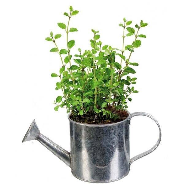 The Home Deco Factory - Graines à planter aromates avec arrosoirs (Lot de 2) The Home Deco Factory - Image 7