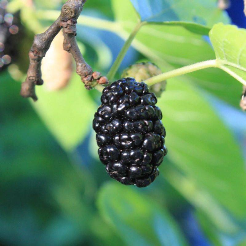 Mûrier noir (Morus nigra) - Godet - Taille 10/15cm - Pépinières Naudet - Imagen 3