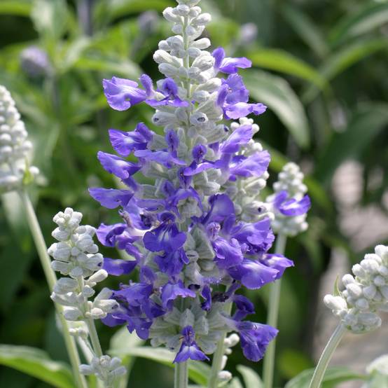 Graines de Sauge farineuse Strata Blue/White - Salvia farinacea le sachet de 50 graines environ