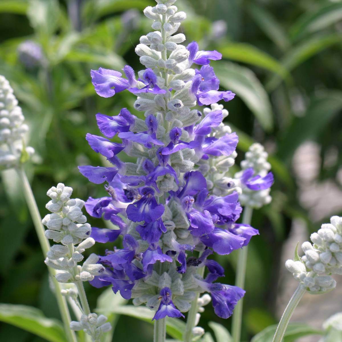 Graines de Sauge farineuse Strata Blue/White - Salvia farinacea le sachet de 50 graines environ