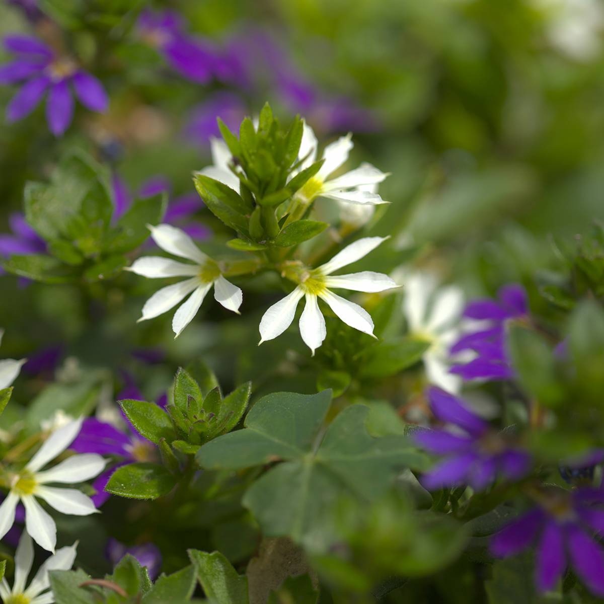 Scaevola Surdiva Blanc - Fleur éventail de fée Godet de 8/9 cm