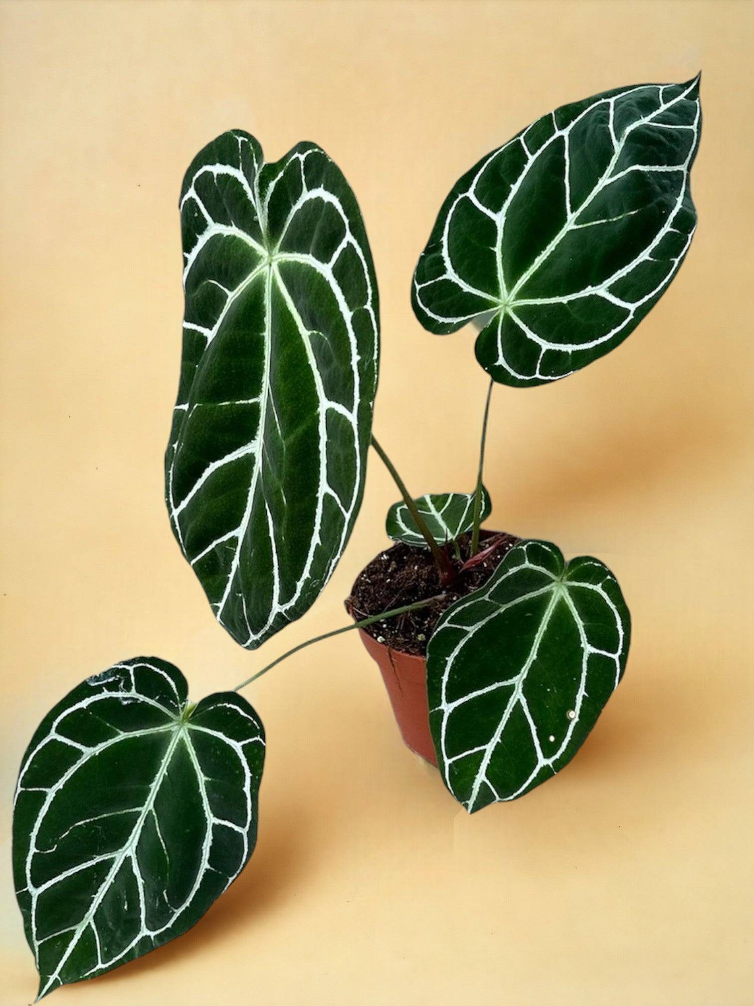 Anthurium Crystallinum- La Green Touch - Imagen 1
