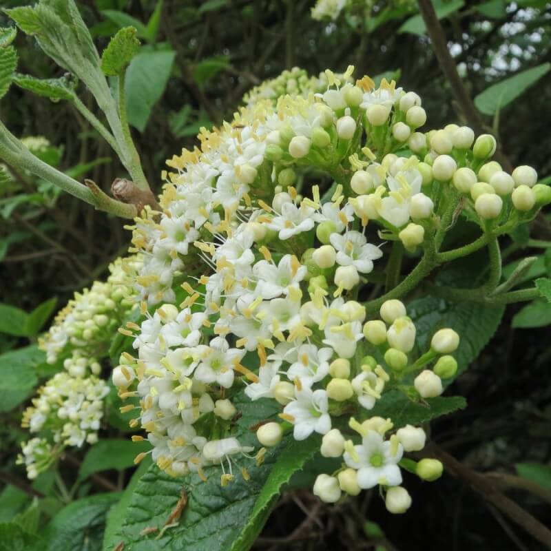 Viorne cotonneuse (Viburnum lantana) - Godet - Taille 20/40cm - Pépinières Naudet - Imagen 4