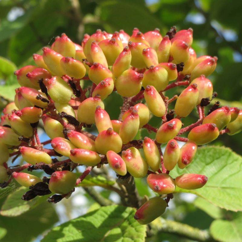 Viorne cotonneuse (Viburnum lantana) - Godet - Taille 20/40cm - Pépinières Naudet - Imagen 1