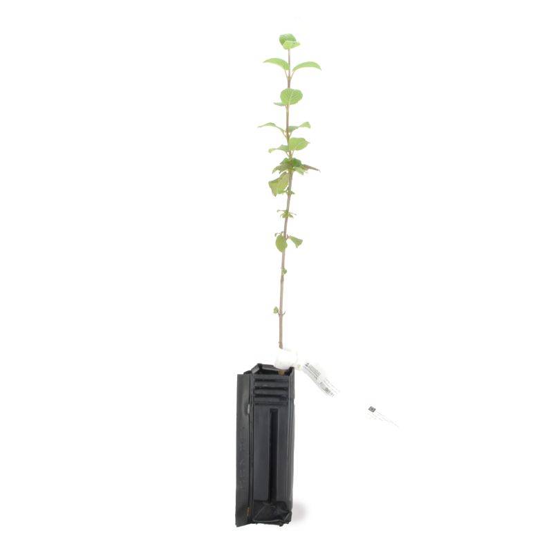Viorne cotonneuse (Viburnum lantana) - Godet - Taille 20/40cm - Pépinières Naudet - Imagen 2