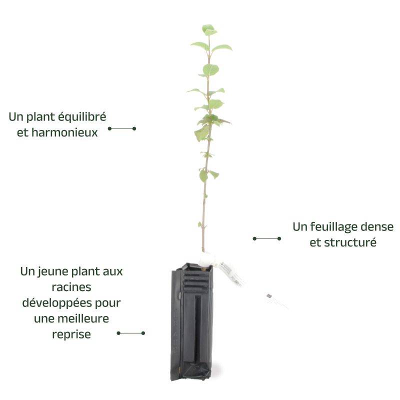 Viorne cotonneuse (Viburnum lantana) - Godet - Taille 20/40cm - Pépinières Naudet - Imagen 3