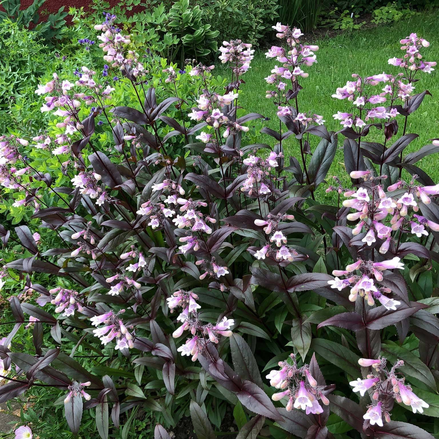 Penstemon digitalis Dark Towers - Galane Godet de 8/9 cm