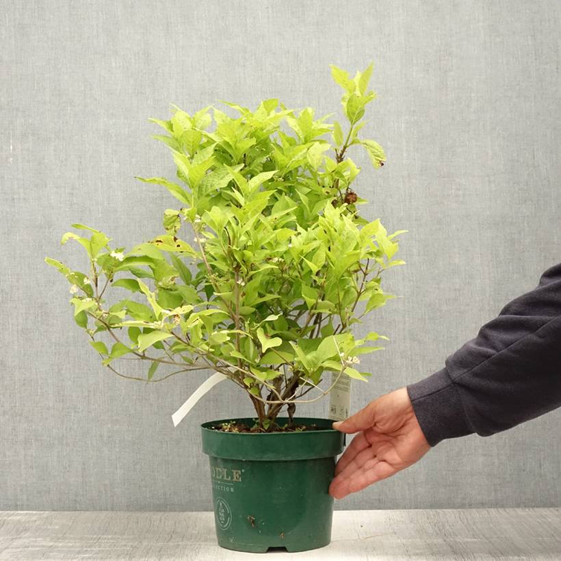Callicarpa bodinieri Magical Snowqueen  Pot de 3L/4L - Image 2