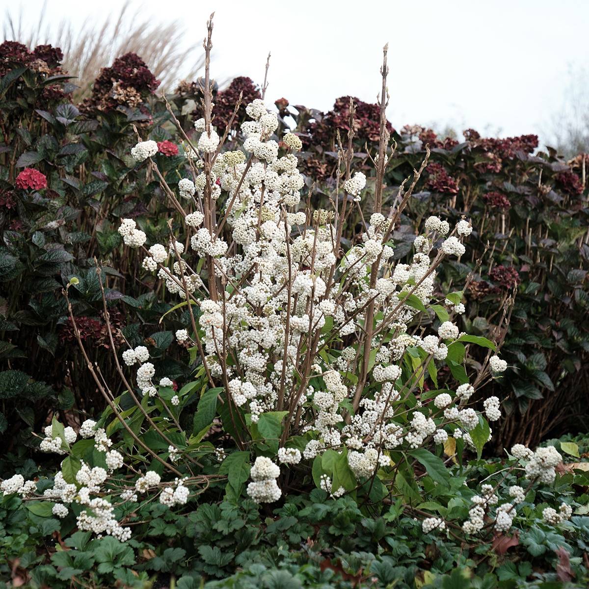 Callicarpa bodinieri Magical Snowqueen  Pot de 3L/4L - Image 1