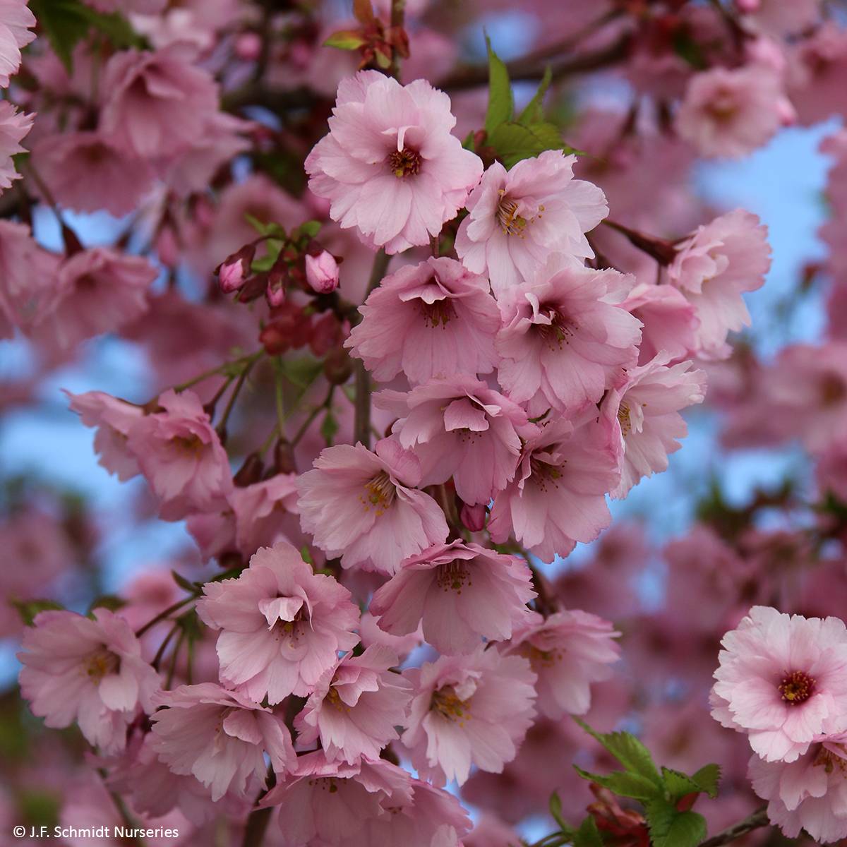 Promesse de Fleurs - Prunus First Blush - Cerisier à fleurs Pot de 1L/1,5L
