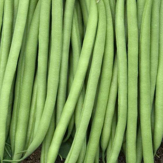 Haricot nain mangetout Prélude le sachet de 250 graines environ (100g)