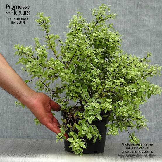 Promesse de Fleurs - Pittosporum tenuifolium Silver Ball Pot de 2L/3L - Image 2
