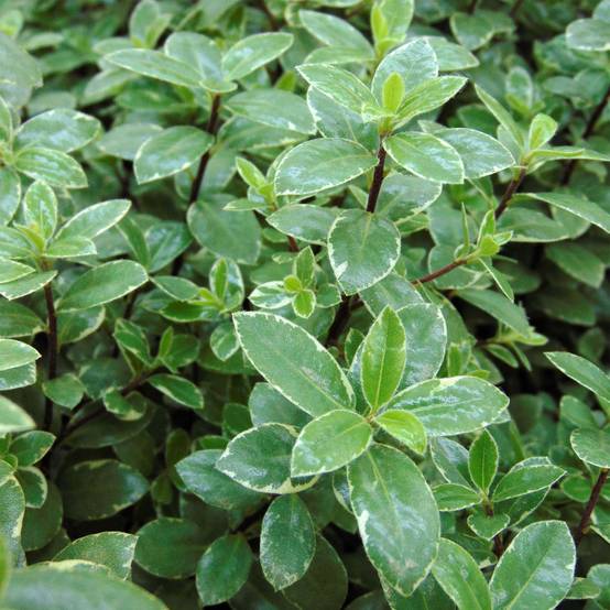 Promesse de Fleurs - Pittosporum tenuifolium Silver Ball Pot de 2L/3L - Image 1