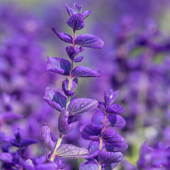 Promesse de Fleurs - Graines de Sauge horminum Blue Monday - Sauge verte le sachet de 150 graines environ (0,5g)