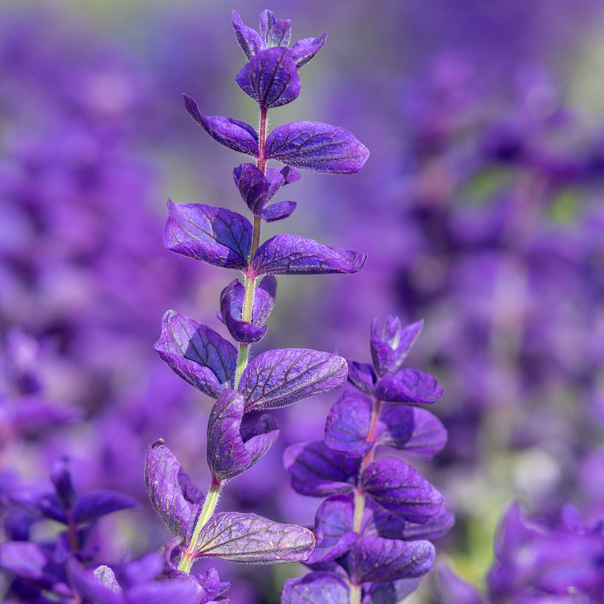 Promesse de Fleurs - Graines de Sauge horminum Blue Monday - Sauge verte le sachet de 150 graines environ (0,5g)
