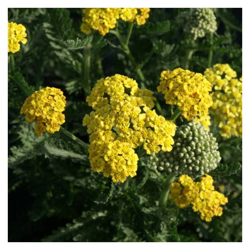 Achillée Sunny Seduction à fleurs Jaune - feuillage Caduc - Godet - 5/20 cm-  hauteur à maturité De 0,50 m à 1,00 m - Imagen 1