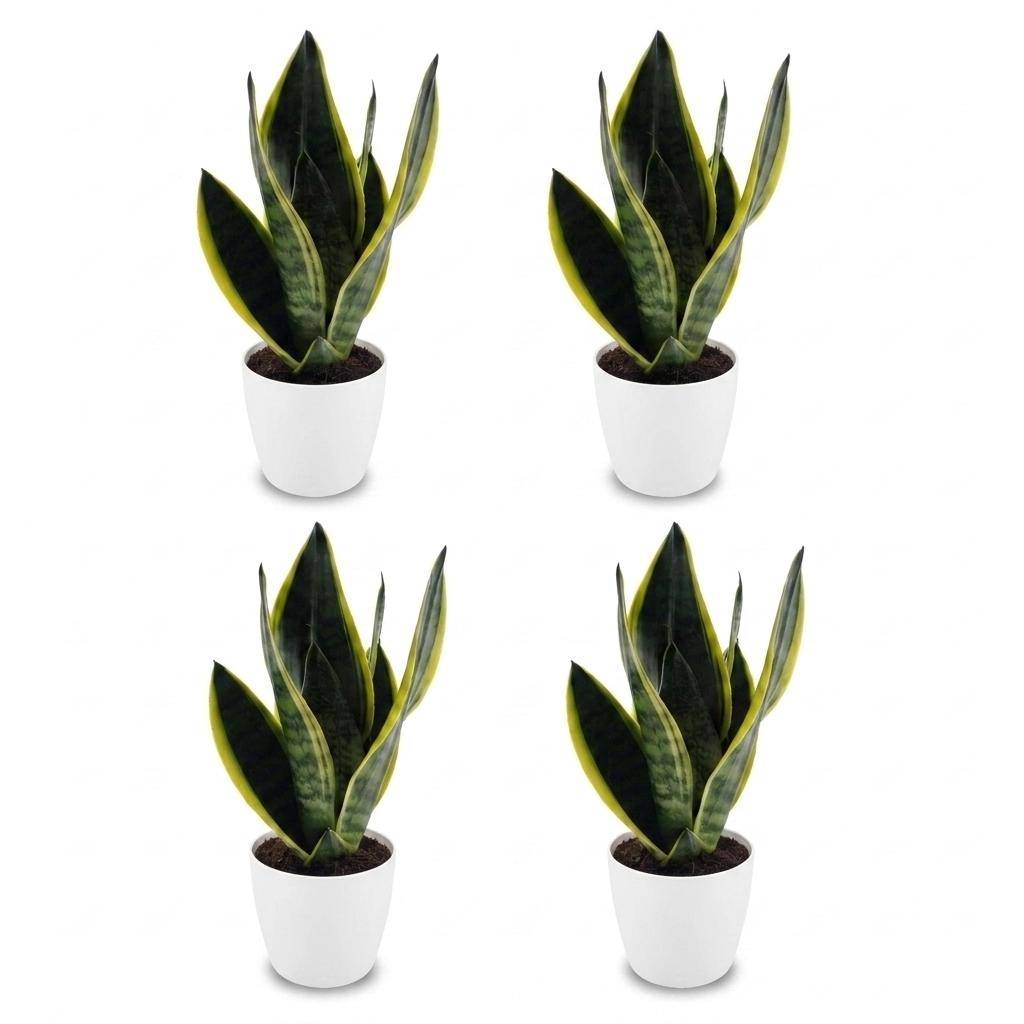 Sansevieria Futura Superba - Langue de belle-mère - Pot de 12cm - 4 plantes - Blanc - Plantes d'intérieur - Image 2