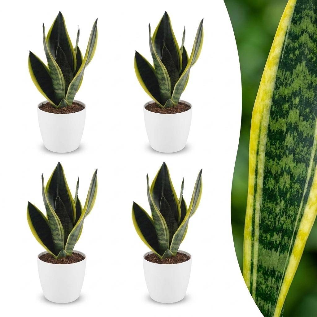 Sansevieria Futura Superba - Langue de belle-mère - Pot de 12cm - 4 plantes - Blanc - Plantes d'intérieur - Image 1