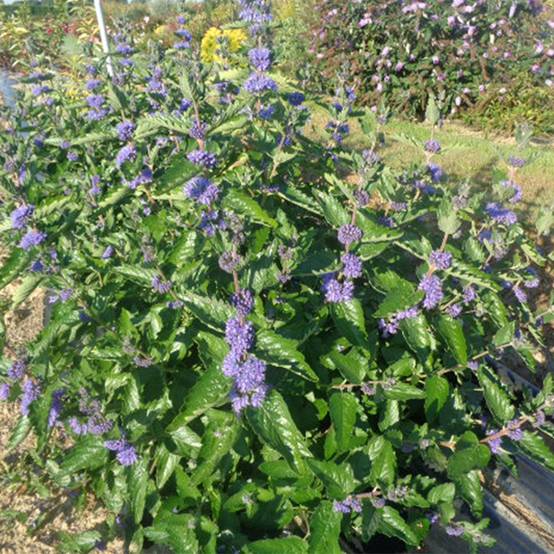 Caryopteris x clandonensis Blue Fountain Pot de 3L/4L - Image 1