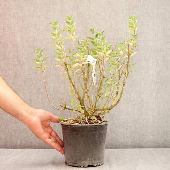 Caryopteris x clandonensis Blue Fountain Pot de 3L/4L - Image 2