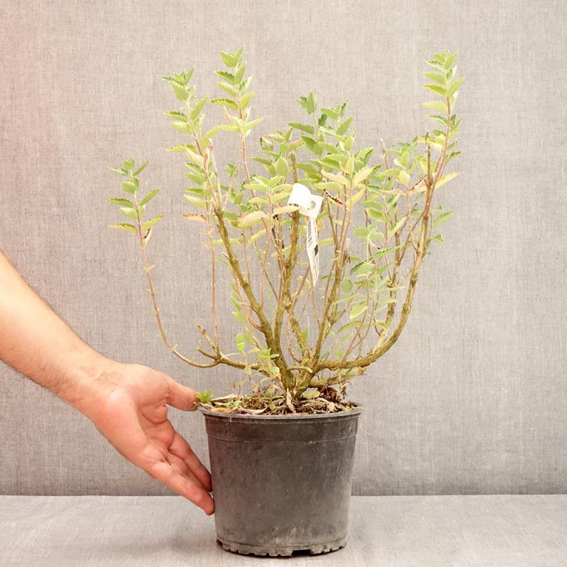 Caryopteris x clandonensis Blue Fountain Pot de 3L/4L - Image 2