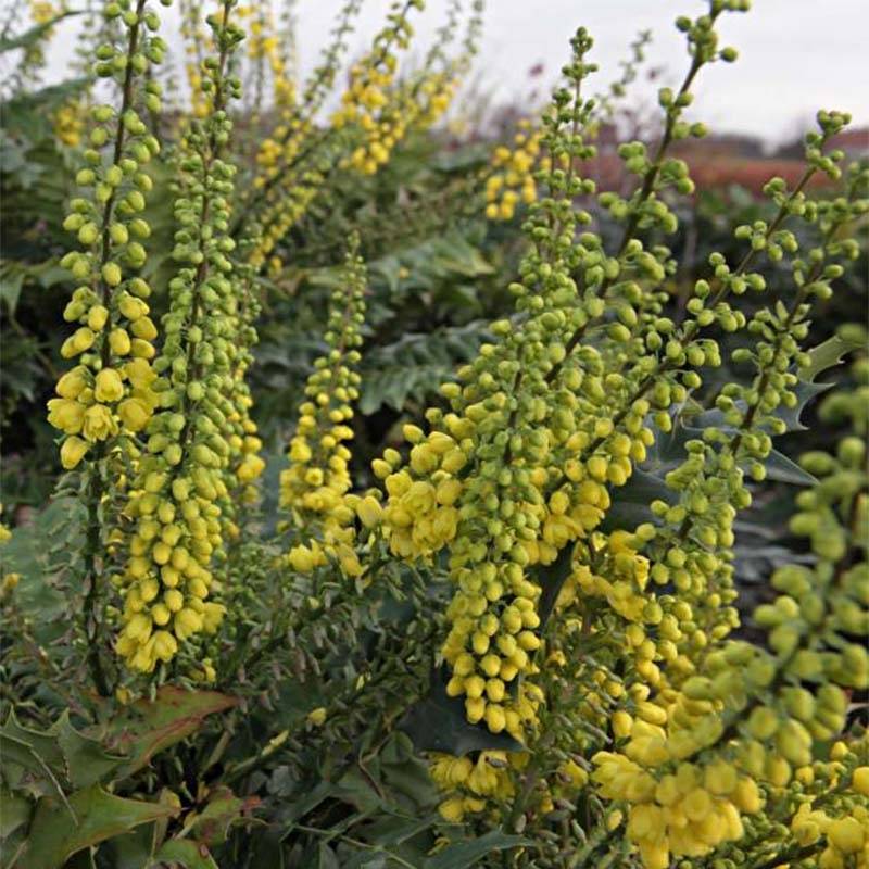 Mahonia media Winter Sun Pot de 7,5L/10L - Image 1
