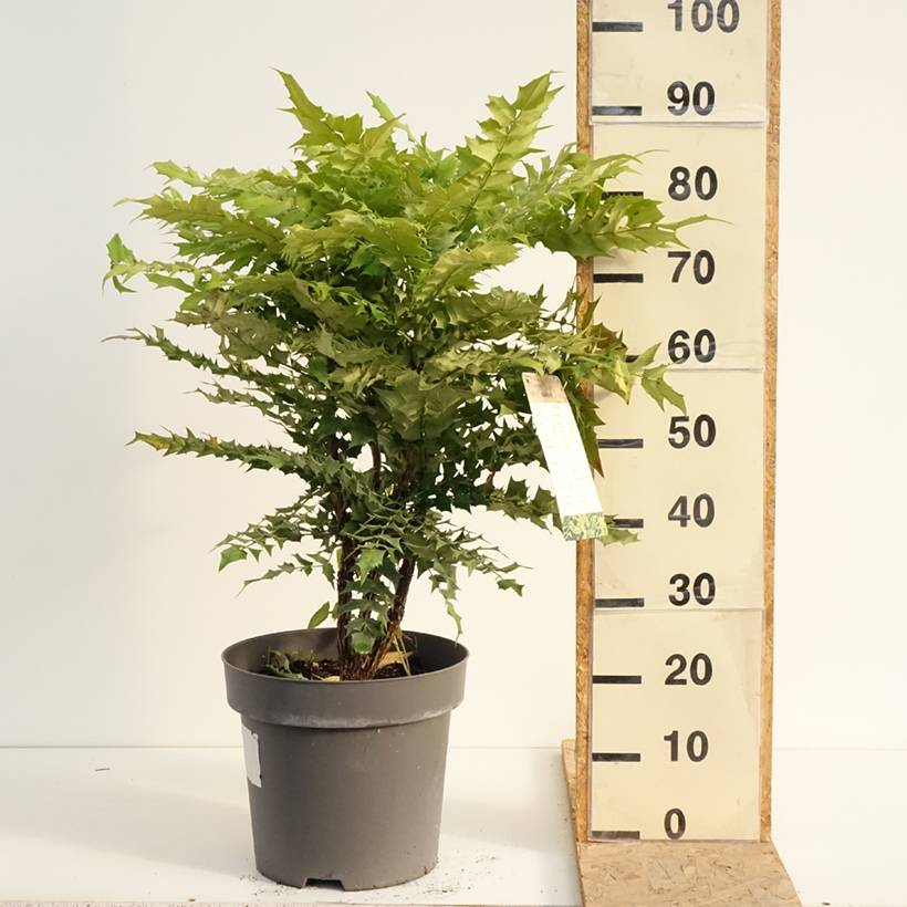 Mahonia media Winter Sun Pot de 7,5L/10L - Image 2