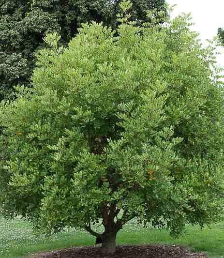 0 - Ceratonia siliqua (caroubier) ADULTE : Substitut au chocolat Pot de 140L - 200/250cm - Image 1