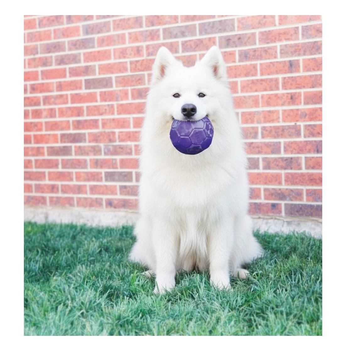 Jeu Flexball Ballon de football pour chien Pourpre - Image 2