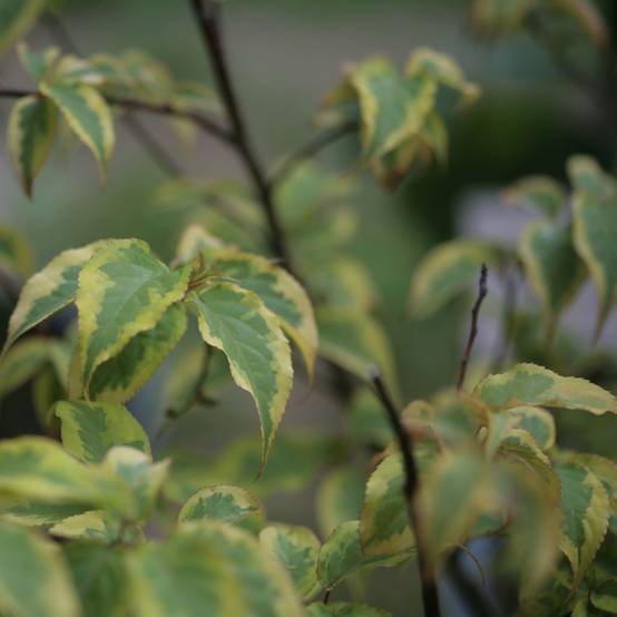 Stachyurus chinensis Joy Forever Pot de 7,5L/10L - Image 1