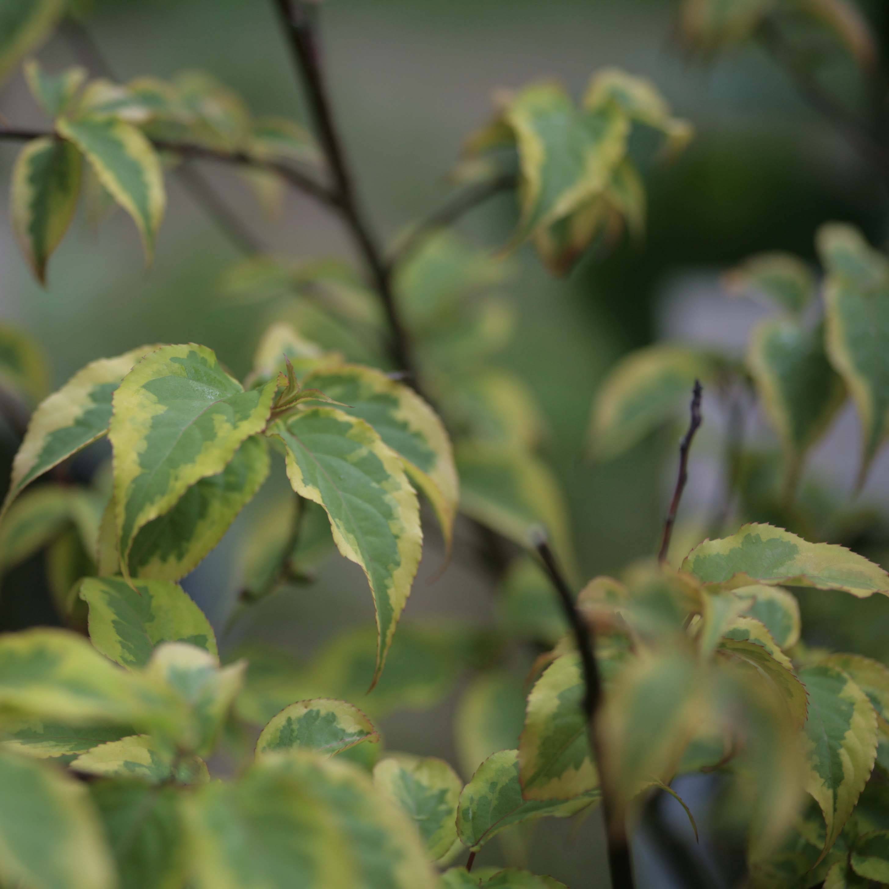 Stachyurus chinensis Joy Forever Pot de 7,5L/10L - Image 1