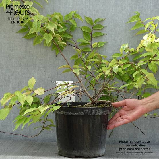 Stachyurus chinensis Joy Forever Pot de 7,5L/10L - Image 2