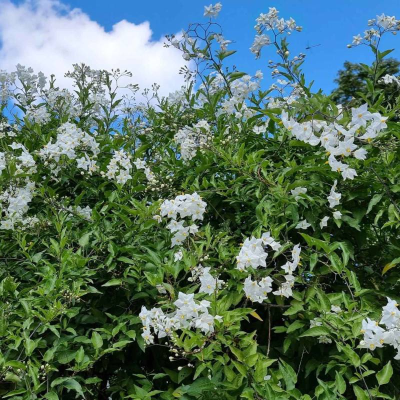 Solanum blanc, Morelle faux jasmin à fleurs Blanche - feuillage Caduc - Pot de 3L - Echelle bambou 60/120 cm- hauteur à maturité De 2,50 m à 3,00 m - Image 7