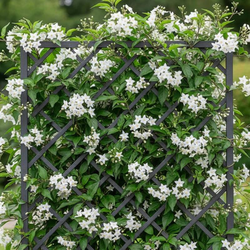 Solanum blanc, Morelle faux jasmin à fleurs Blanche - feuillage Caduc - Pot de 3L - Echelle bambou 60/120 cm-  hauteur à maturité De 2,50 m à 3,00 m - Imagen 3